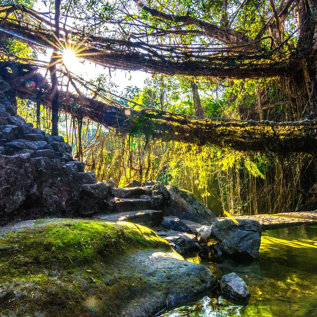 Wildlife Special - 8 Days Kaziranga Meghalaya Tour Package